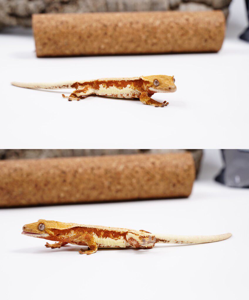 睫角守宫 蜥蜴 莉莉白 超三 红底活体 可爱温顺 盖勾亚 爬宠 壁虎