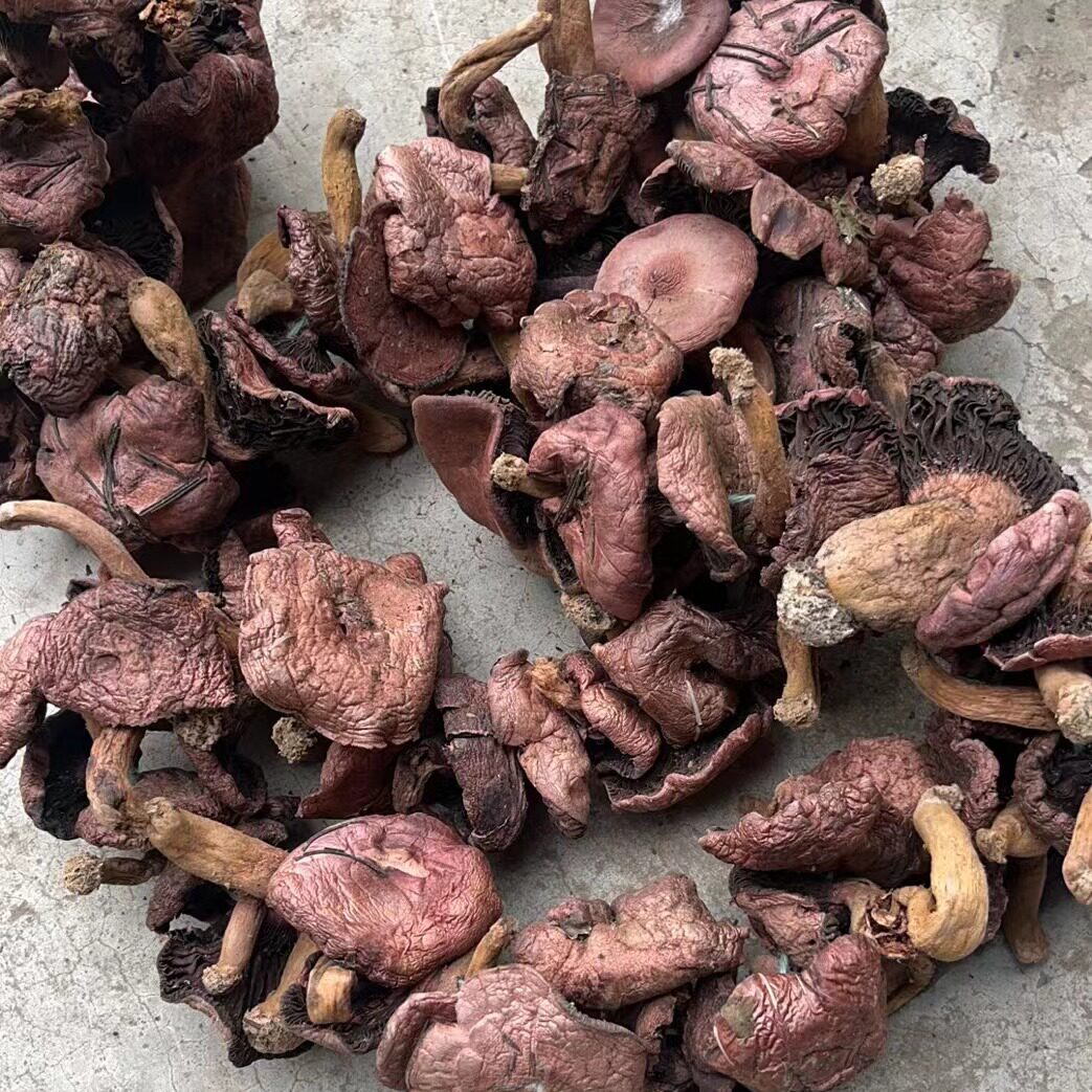 红松蘑纯野生红蘑东北特产大个头蘑菇精品纯自然晒干穿串500克