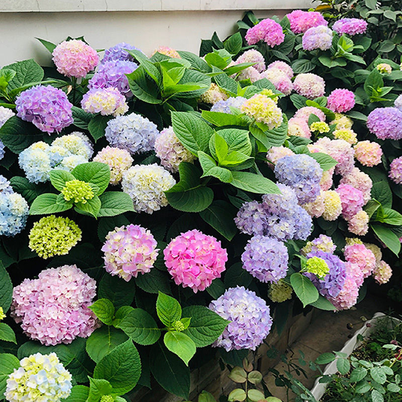 大花绣球花大苗无尽夏八仙绣球花绣球/木绣球/圆锥乔