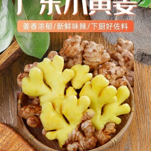 广东新鲜小黄姜生姜干老姜嫩姜土姜高山月子姜姜撞奶奶茶店专用姜