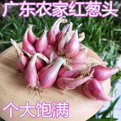 新鲜新鲜广东小香肠粉红葱头