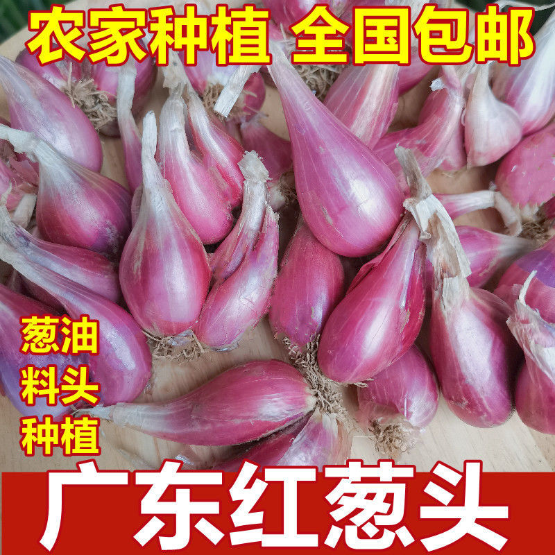 广东广东鲜红葱头种子