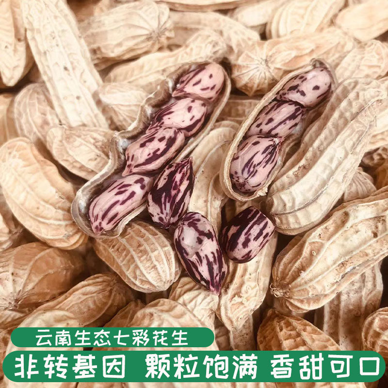 25年新货云南特产七彩花生新鲜晒干带壳五彩野地原味水果花生零食