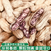 25年新货云南特产七彩花生新鲜晒干带壳五彩野地原味水果花生零食