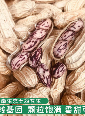 25年新货云南特产七彩花生新鲜晒干带壳五彩野地原味水果花生零食