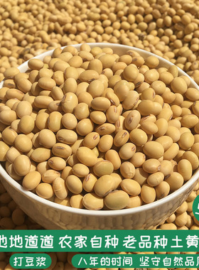 新黄豆农家自种非转基因打豆浆专用大豆老品种土笨肾形小黄豆5斤