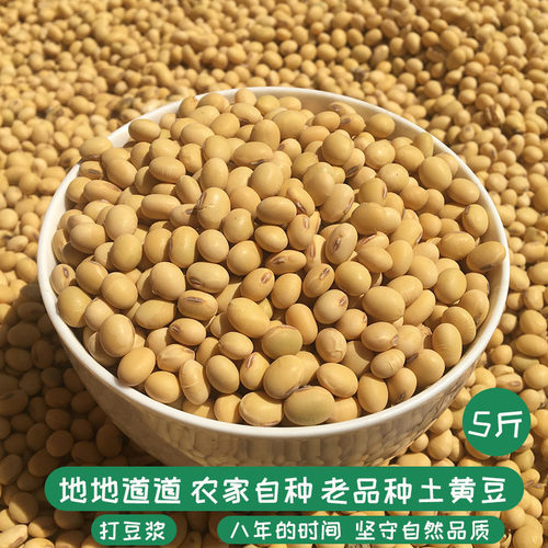 农家老品种土黄豆打豆浆椭圆肾形