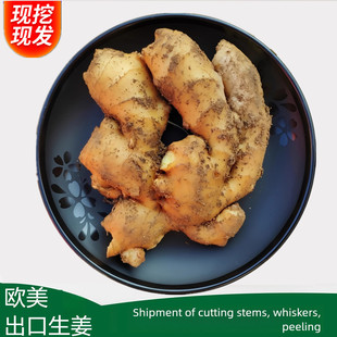 【出口品质】山东新鲜整片大黄姜高品质干姜生姜批发价老姜种批发