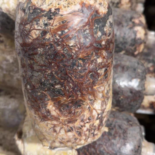 天麻专用特级蜜环菌云南昭通乌天麻种植菌种萌发菌天麻小草坝特产