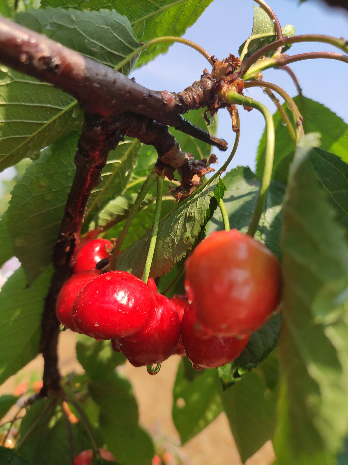 山东冠县当季大樱桃