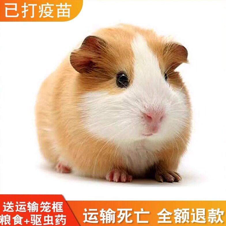 宠物豚鼠活物荷兰鼠白豚鼠幼崽荷兰猪幼体活物彩豚活体非美泰加州