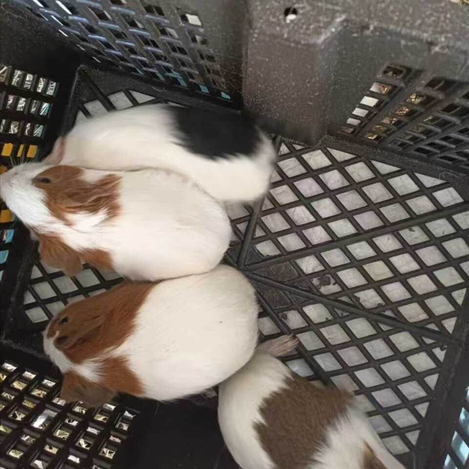 荷兰鼠荷兰猪彩豚包活到家