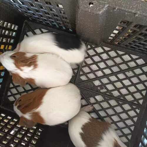 荷兰鼠荷兰猪彩豚包活养殖场直供