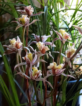 包邮云南名品兰花苗 莲瓣兰名品【国色天香】浓香绿植花卉盆栽