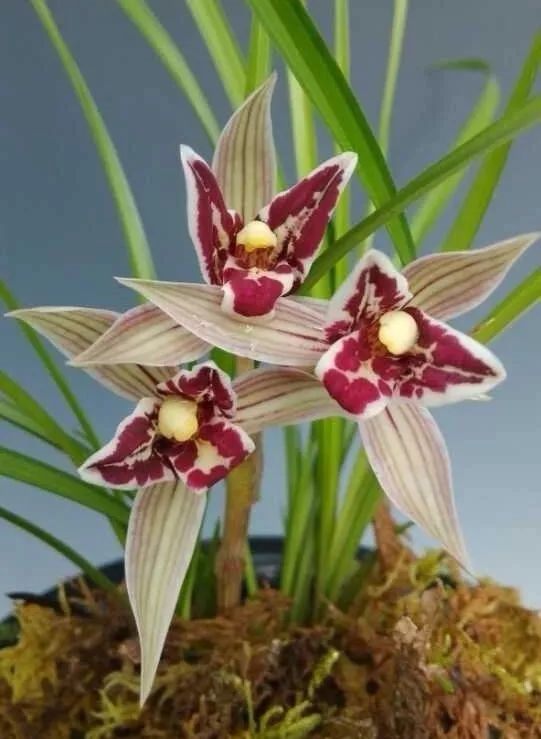 包邮云南名品兰花苗 莲瓣兰【红满天】浓香室内绿植花卉盆景园艺
