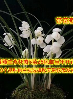 包邮云南浓香兰花莲瓣兰永怀素矮种绿植兰花盆栽植物花卉盆景兰草