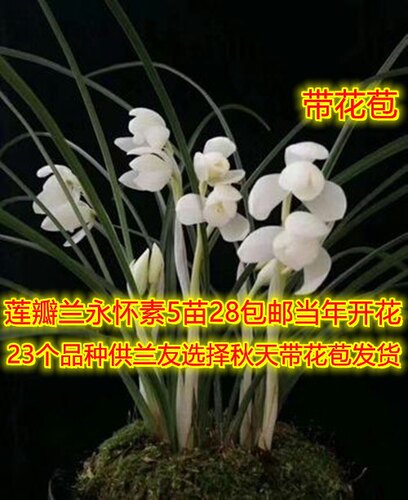 包邮云南浓香兰花莲瓣兰永怀素矮种绿植兰花盆栽植物花卉盆景兰草