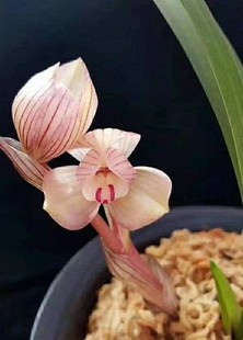 包邮名云南品兰花苗盆栽 春兰【文荷】浓香室内绿植花卉盆栽园艺