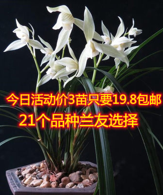 客厅盆栽自然花卉阳台包邮