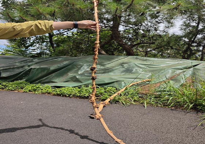6月8日昆明市172.44余吨木材（制造人工沉木及鱼缸造景、根雕的原木木材）网络拍卖公告
