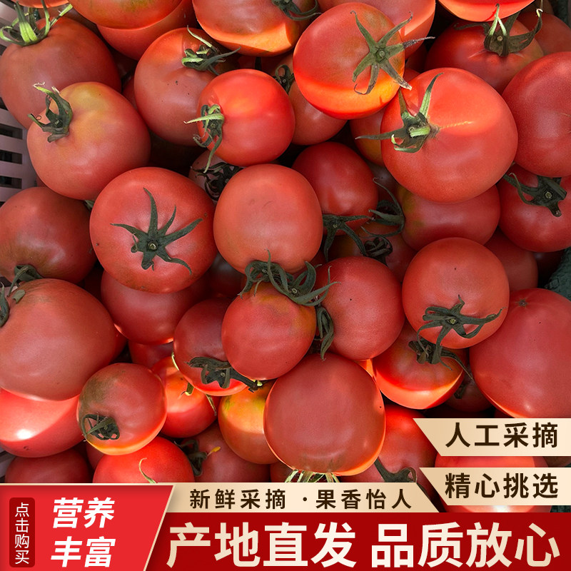 《顺丰包邮》农家新鲜老品种番茄自然熟孕妇宝宝可生吃酸甜番茄