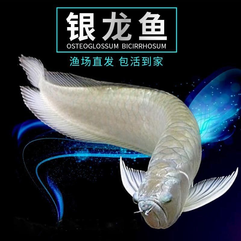 银龙鱼活体大中型热带观赏鱼风水鱼