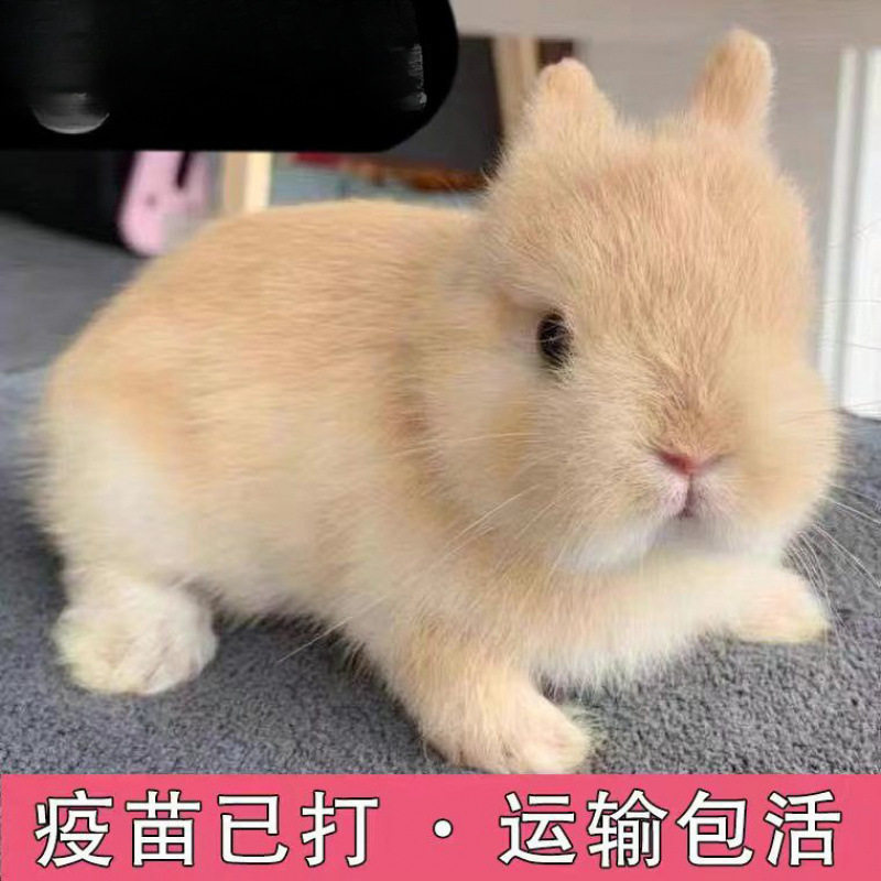 小兔子活物侏儒兔长不大迷你小型公主荷兰垂耳兔茶杯兔家养宠物兔
