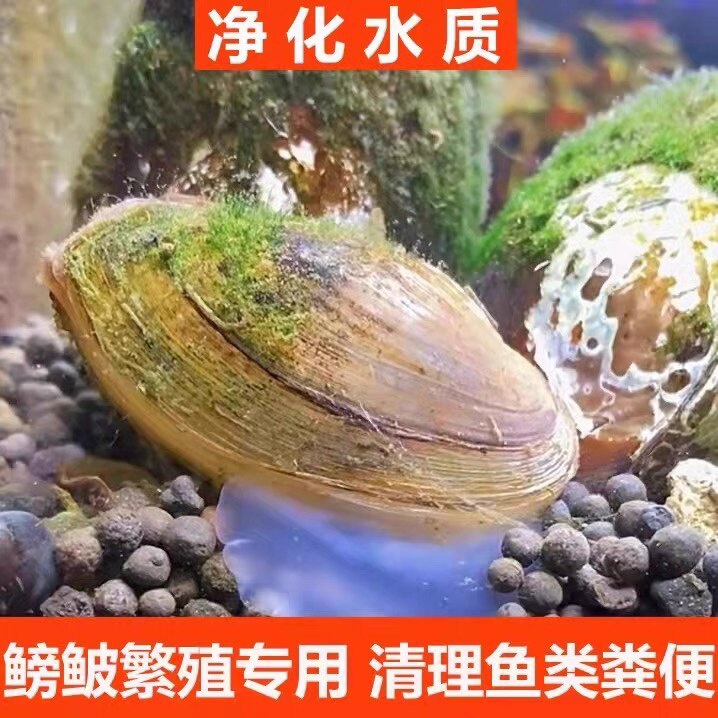 小河蚌黄金蚬溪蚬蚌观赏净水鲜活观赏螺淡水黑壳虾鱼缸绿水藻贝壳