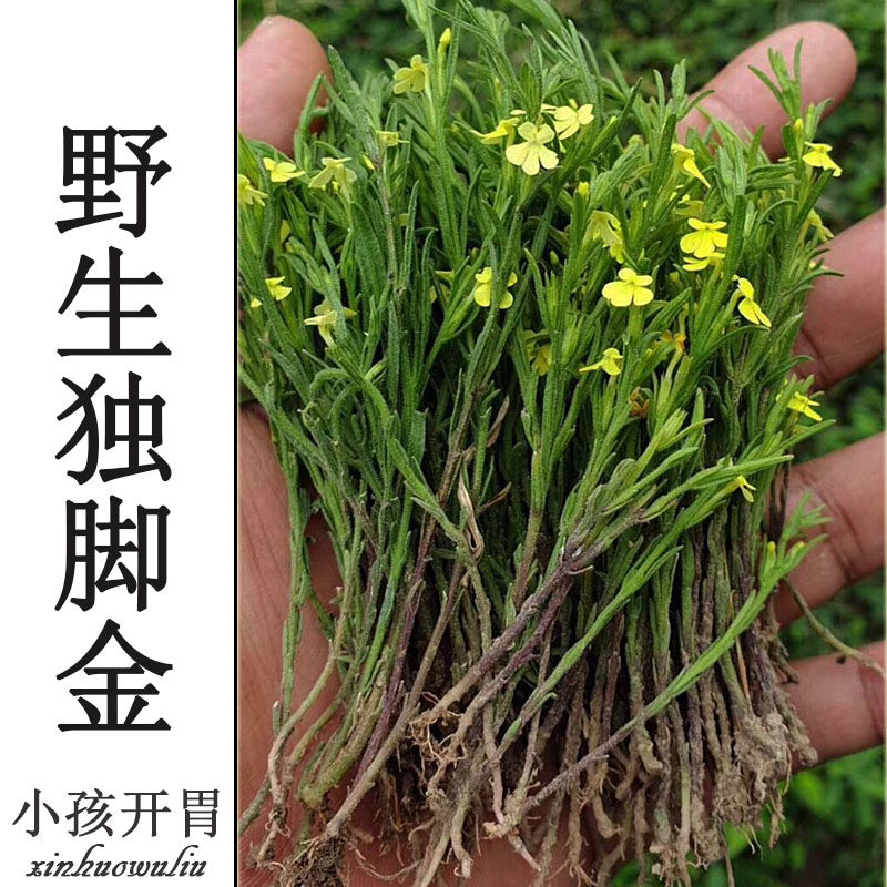 野生独脚金新货疳积草新鲜干品黄花草独角金短草一件10克全国包邮