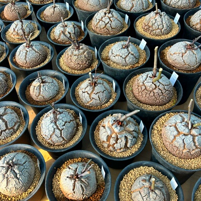 南非足球龟甲龙大号块根盆栽