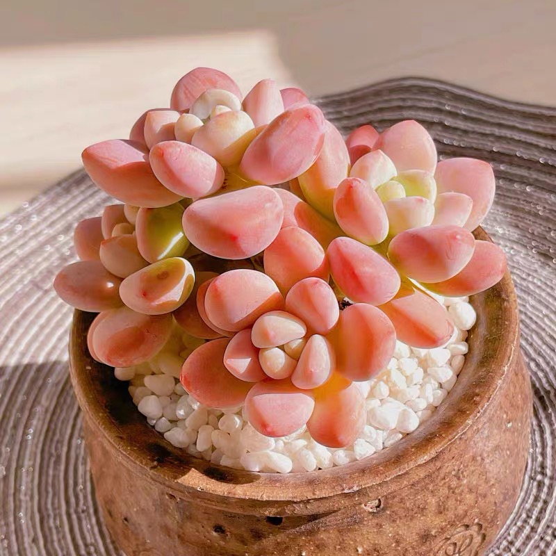 【橘子洛神 】绿植花卉组合室内防辐射多肉植物新手香味晒太阳