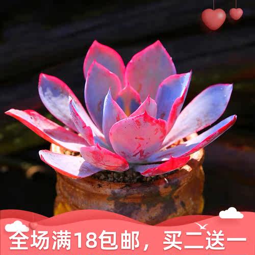 紫霞仙子多肉植物