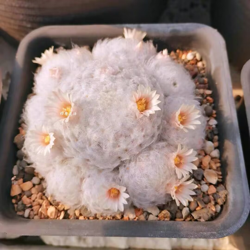 【白星】白色仙女仙人球多肉植物盆栽绿植花卉多肉轻奢风组合首富