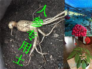 人参盆栽专用土西洋参林下参栽培营养土花卉盆栽土种植土5斤包邮