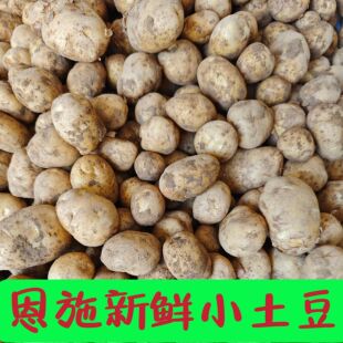 恩施小土豆黄皮淡黄心土豆26年新鲜迷你马铃薯油炸小吃商用批