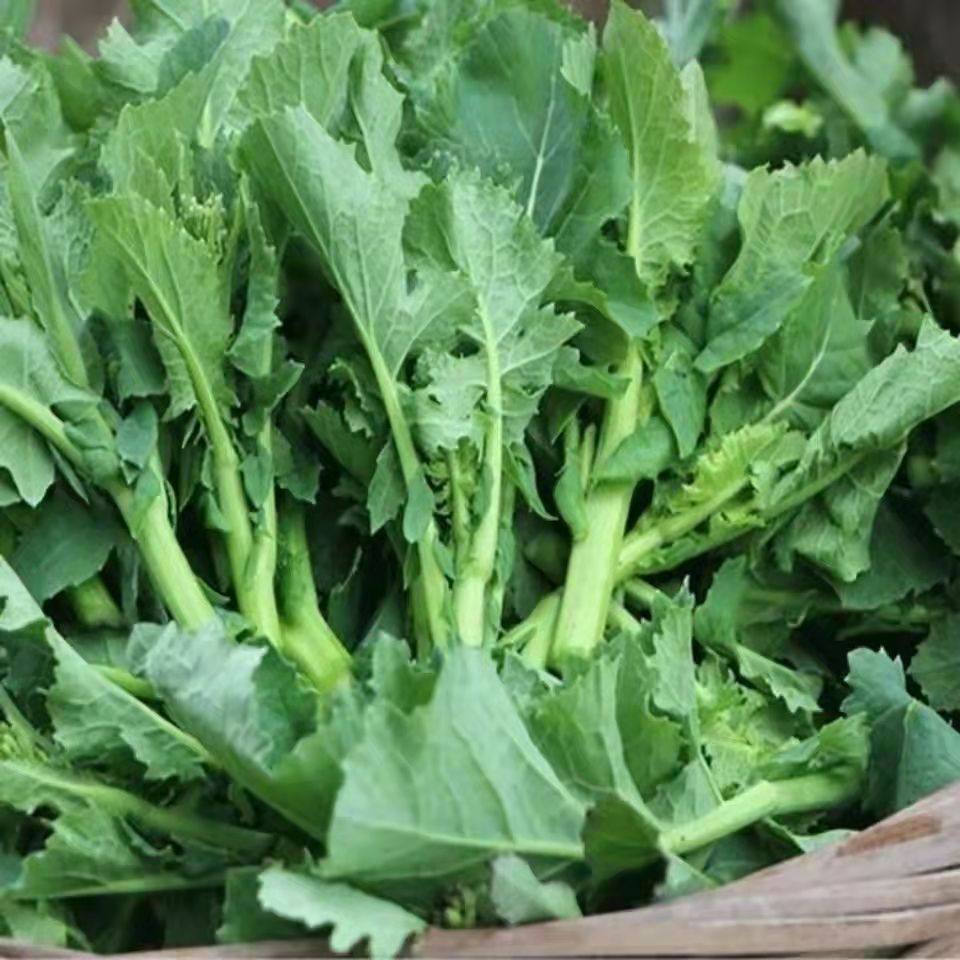 油菜苔油菜尖新鲜湖北恩施农家露天种油菜苗叶子蔬菜菜苔现摘现发,水产肉类/新鲜蔬果/熟食,叶菜类,淘宝优惠券,粉丝福利购,淘宝优惠卷
