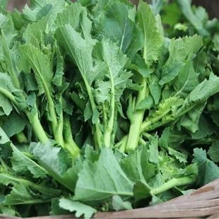 油菜苔油菜尖新鲜湖北恩施农家露天种油菜苗叶子蔬菜菜苔现摘现发