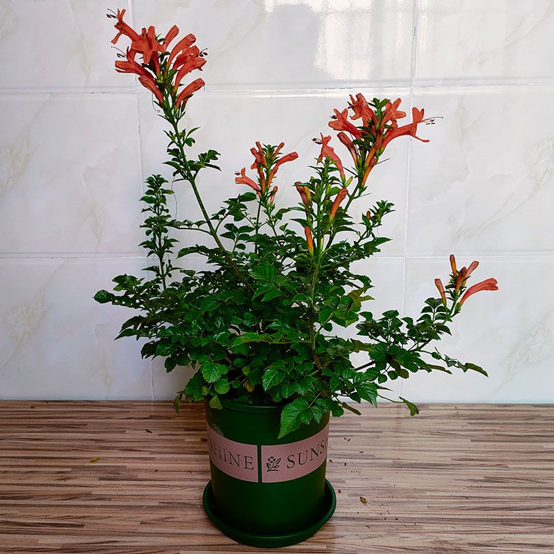 凌霄花庭院阳台美观绿化