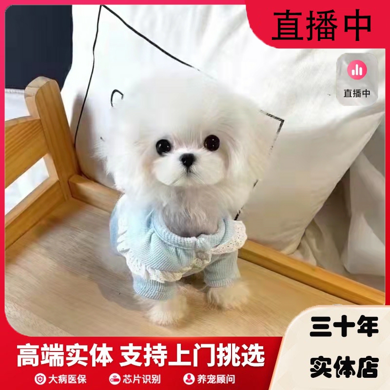 纯种马尔济斯犬韩系超小体马尔济斯幼犬赛级双血统茶杯犬活体狗狗 宠物/宠物食品及用品 狗狗 原图主图