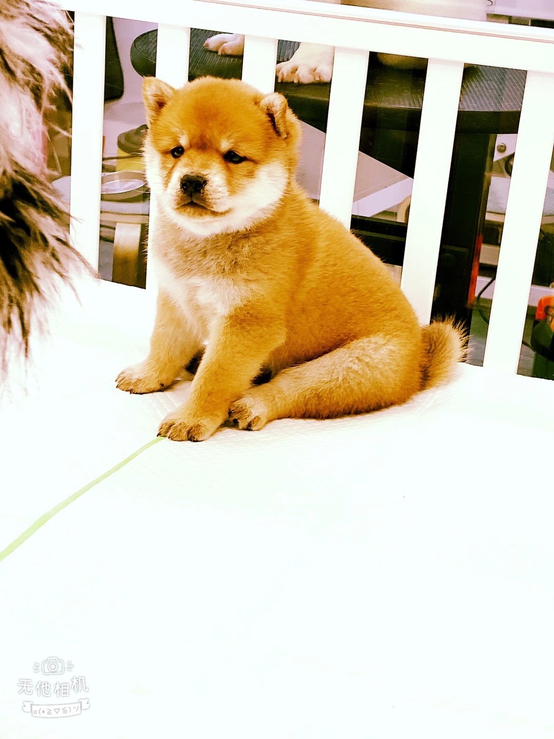 纯血日本柴犬豆柴幼犬活体短毛成年血统纯种柴犬赤柴中型犬