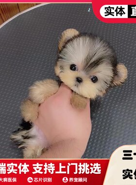 上海犬舍纯种约克夏幼犬