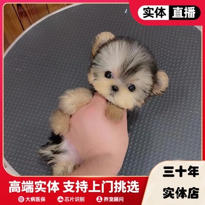 上海犬舍纯种约克夏金头银背玩赏犬小体标准超小体活体幼犬宠物狗