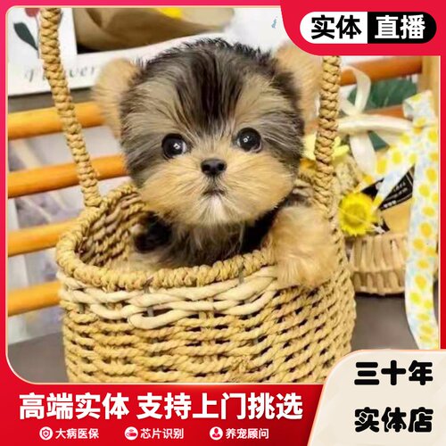 马尔济斯犬幼犬 马尔济斯犬幼犬