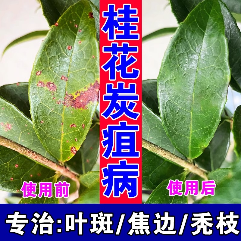 桂花树炭疽病黑斑焦尖黄叶专用肥
