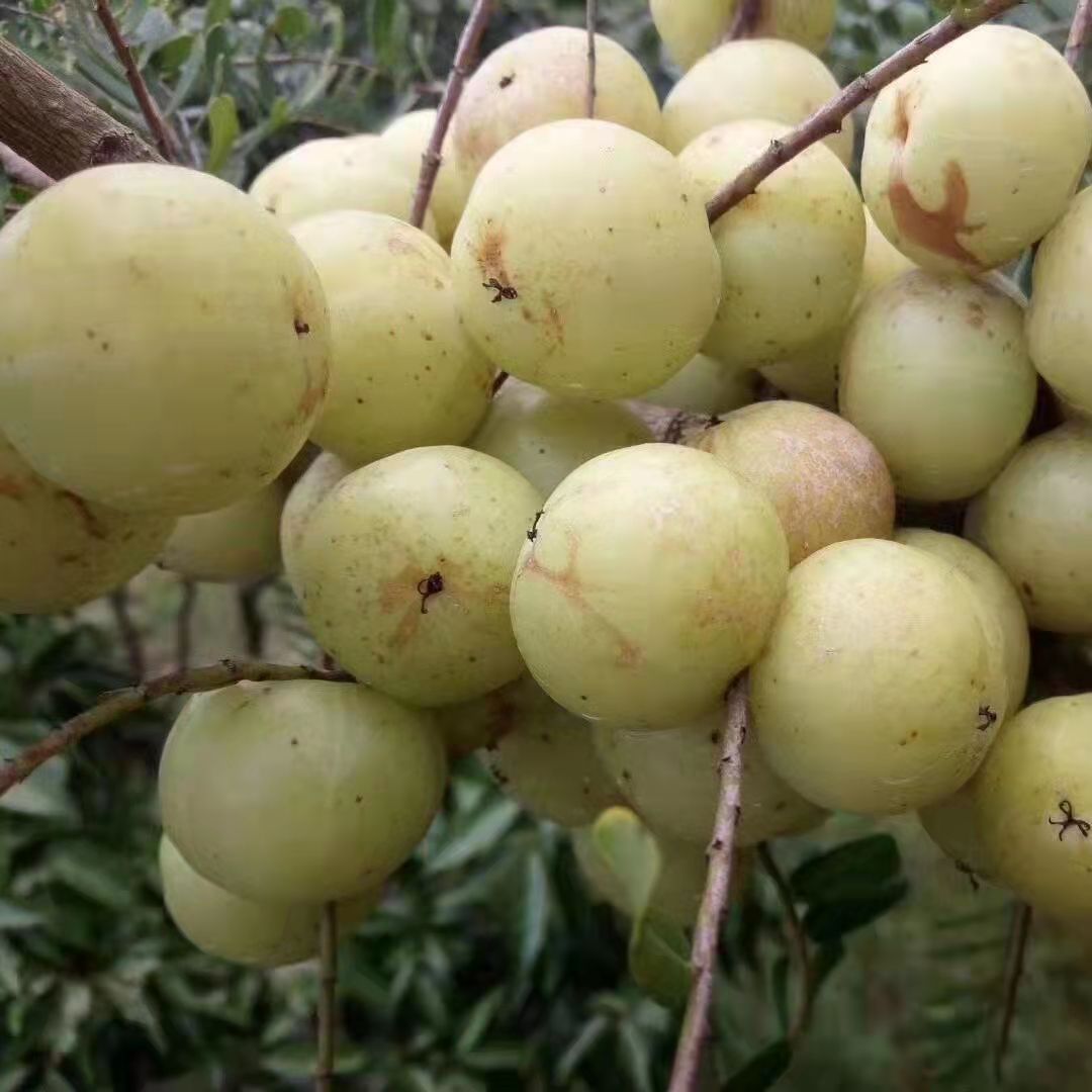 潮汕普宁特产甜油甘新鲜油甘果牛甘果余甘果甜种 柿饼甜油柑500克