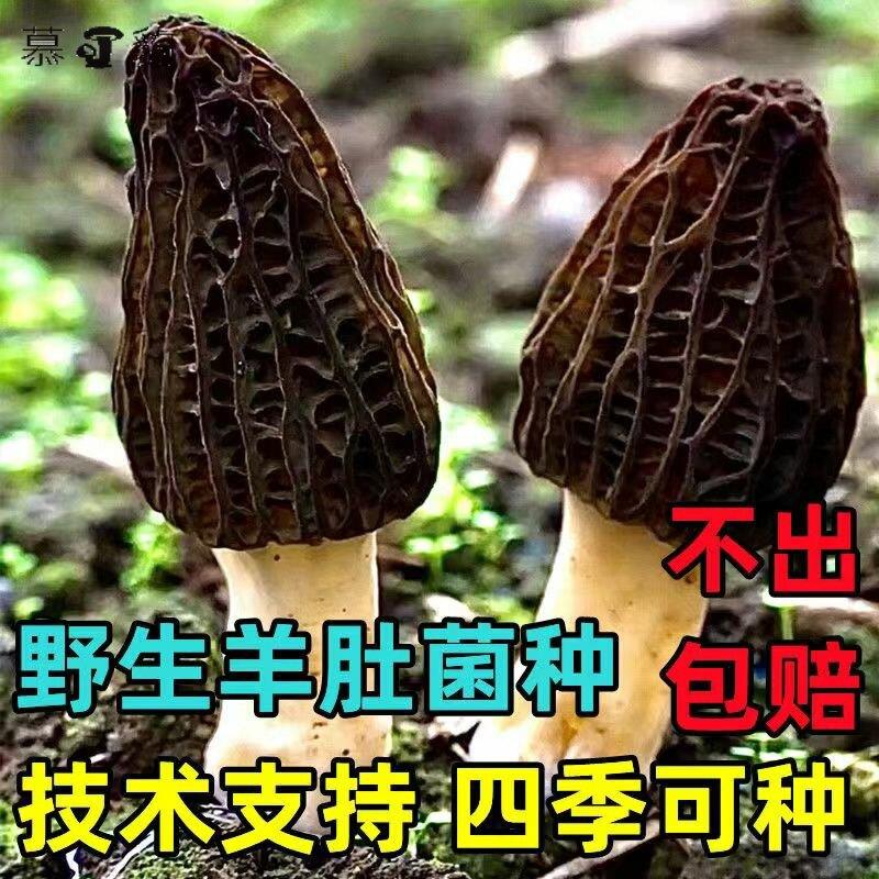 羊肚菌种植包高产蘑菇菌包室内外可种四季可种植不挑环境浇水就长