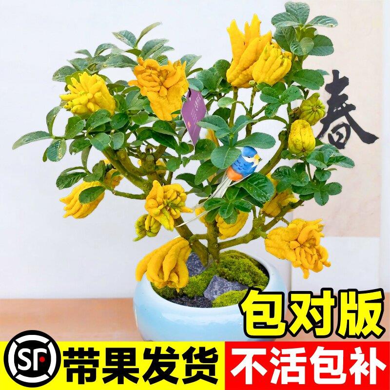佛手树盆栽带果可食用金华佛手柑树苗室内外阳台庭院四季花卉绿植