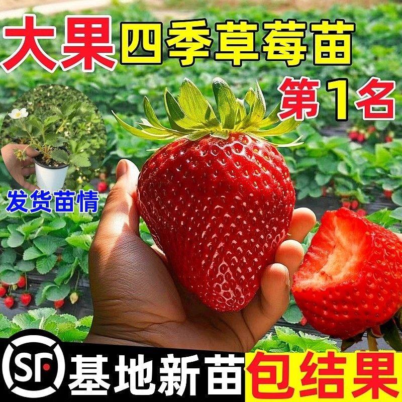 奶油草莓秧苗四季结果草莓盆栽大果种植新苗穴盘苗果树室内绿植物