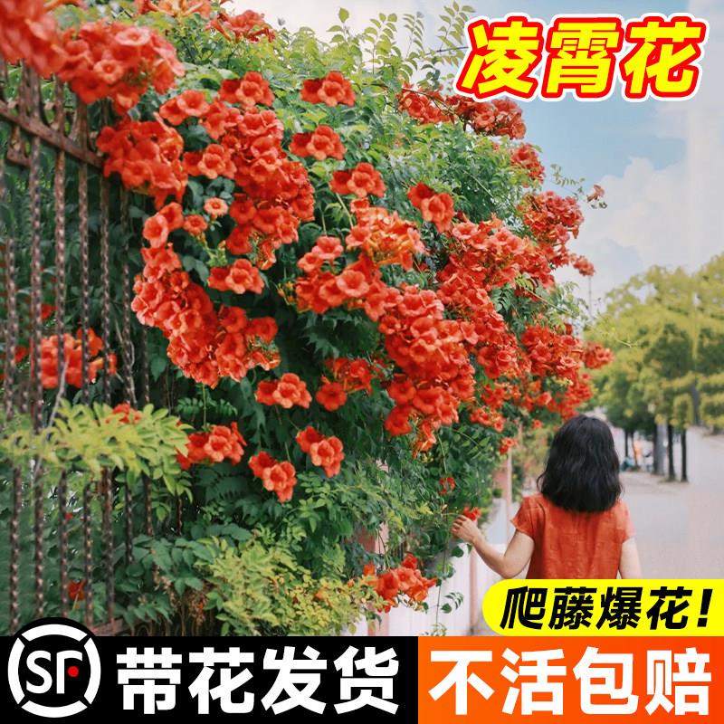 云南凌霄花爬藤苗易活卉炮仗花攀援植物爬墙盆栽阳台庭院观赏绿植