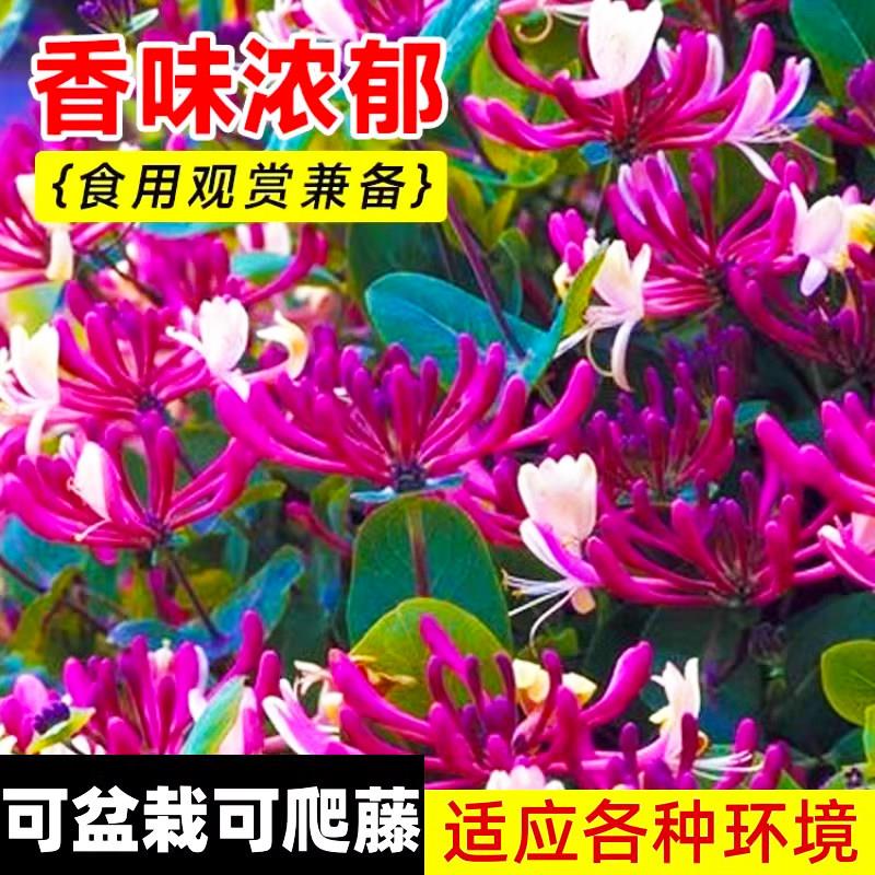 金银花树苗盆栽爬藤植物可食用药用阳台庭院四季老桩浓香攀援花卉
